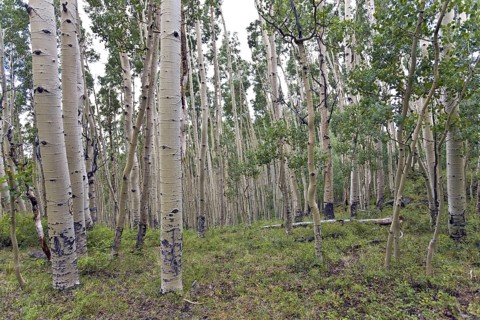 Aspen Grove