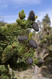 Bristlecone Pines on Mt. Evans Colorado