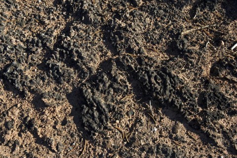 Cryptobiotic soil is a biological soil crust composed of living