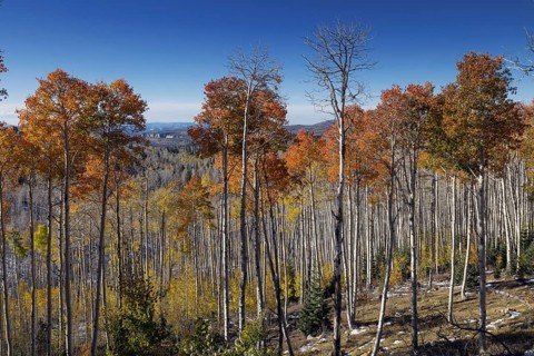 Changing Aspen