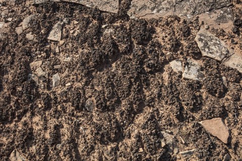 Cryptobiotic Soil Crusts