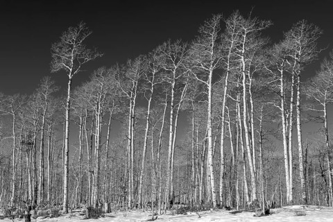 Winter Aspen