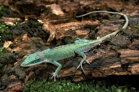 Carolina Anole