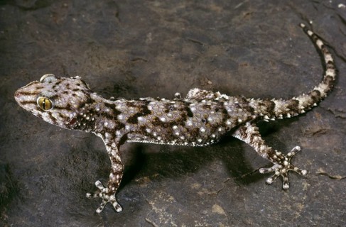 MEDITERRANEAN GECKO
