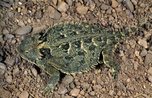 TEXAS HORNED LIZARD