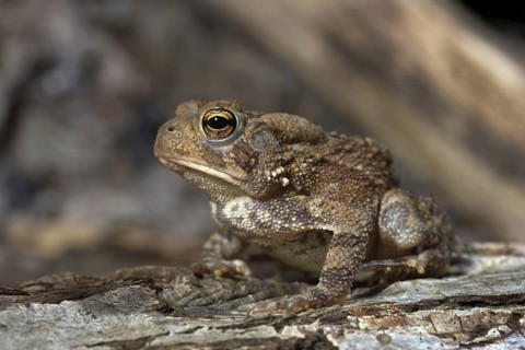 American Toad