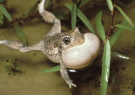 Plains Spadefoot Toad Croacking