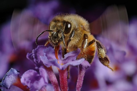 Honey Bee