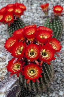 Magnificent Scarlet Cactus