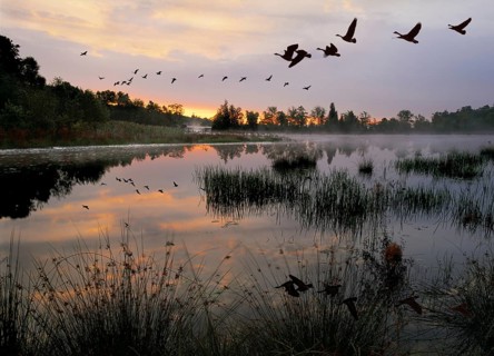 Pine Barrens