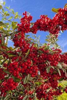 (berries) is a genus of thorny evergreen large shrubs in the family Rosaceae, with common names
