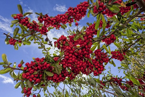 (berries) is a genus of thorny evergreen large shrubs in the family Rosaceae, with common names