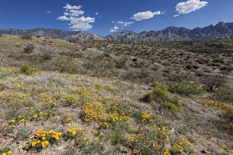 Mexican Poppies