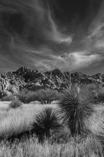 Yucca palm