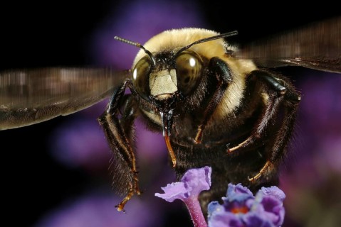 Carpenter Bee