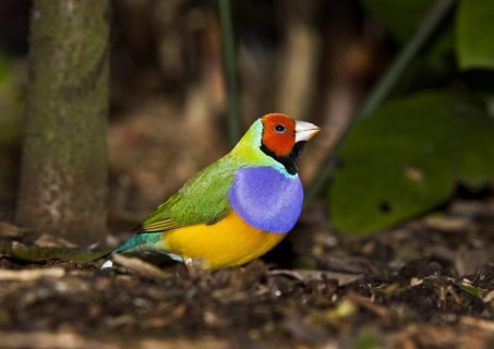 The Gouldian Finch