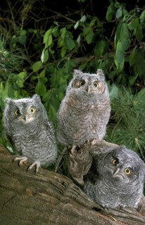 Screech Owl