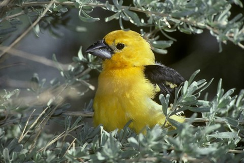 Yellow Grosbeak