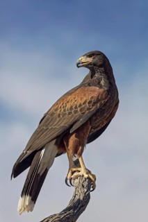 Harris Hawk