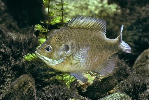 Bluegill