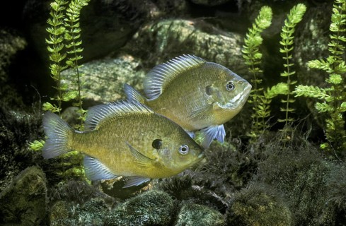 Bluegill