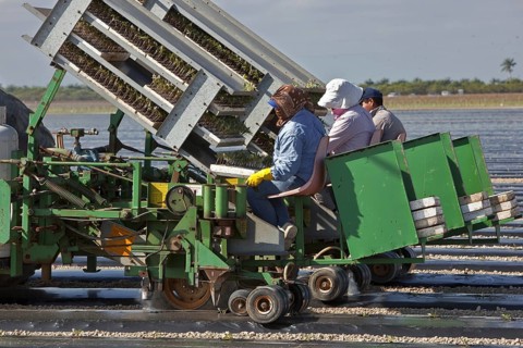 Migrant Labor Planting Tomatoes
