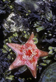 Leather Star
