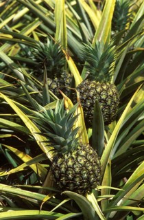 Field of Pineapples