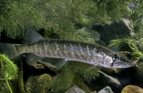 Chain Pickerel
