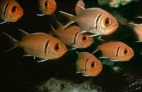 Bigscale Soldier Fish School
