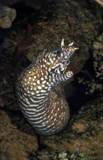 Dragon Moray Eel