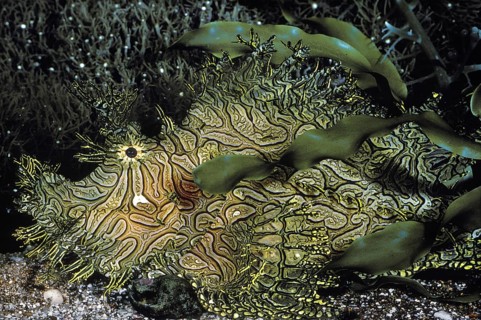 Green-Lace Scorpionfish