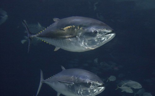 Yellowfin Tuna