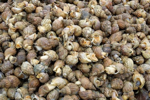Whelk