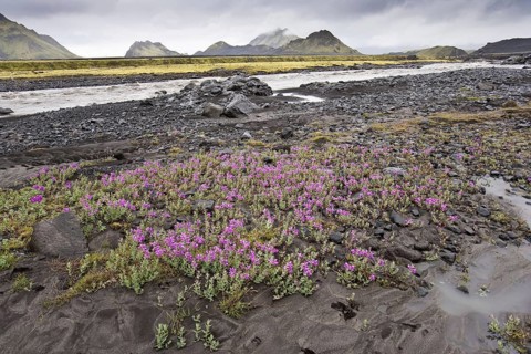 Wild Thyme