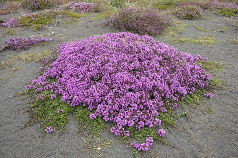 Wild Thyme