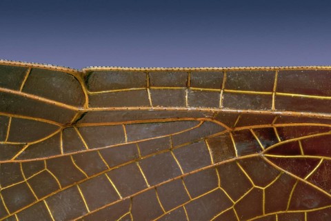Leading Edge of Dragonfly Wing at 5X