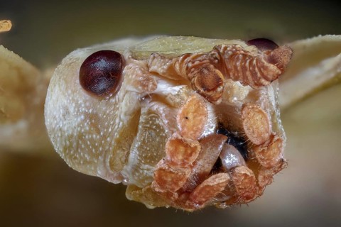 Leaf Insect