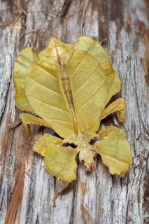 Leaf Insect