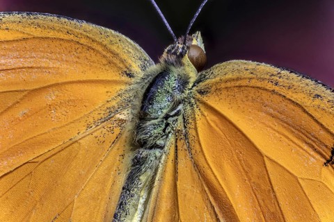 Sleepy Orange Butterfly