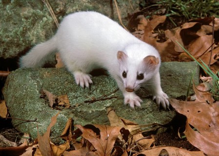 Albino Ermine