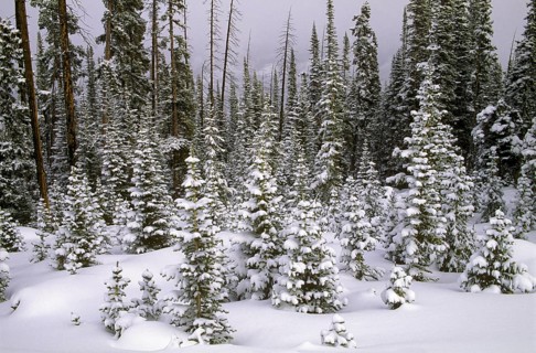 Ponderosa Pines Covered in Fresh Snow