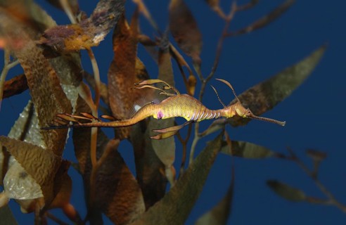 Weedy Sea Dragon