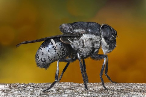 Botfly