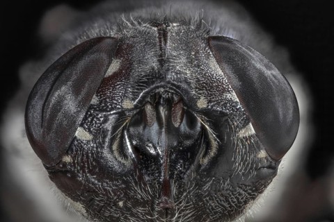 Botfly Face