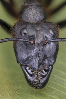 Giant Forest Ant