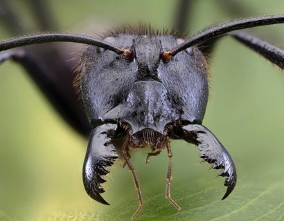 Giant Forest Ant