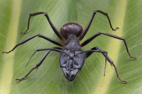 Giant Forest Ant