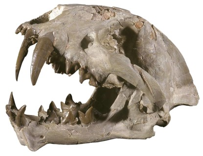 Saber Tooth Cat Skull