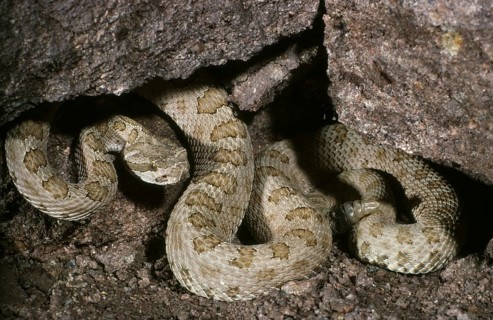 SPECKLED RATTLESNAKE